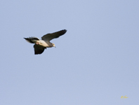 Mourning Dove